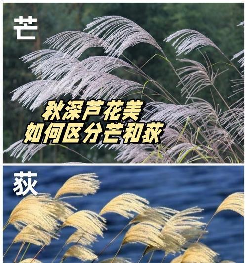 秋海花语的象征意义是什么？如何挑选秋海花？