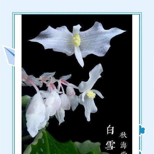 秋海花语的象征意义是什么？如何挑选秋海花？