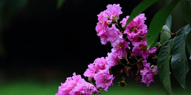 粉藤花语传达了哪些情感？如何搭配其他花卉？