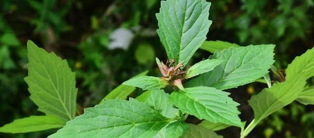 石松花语有何独特之处？如何在家居中使用？