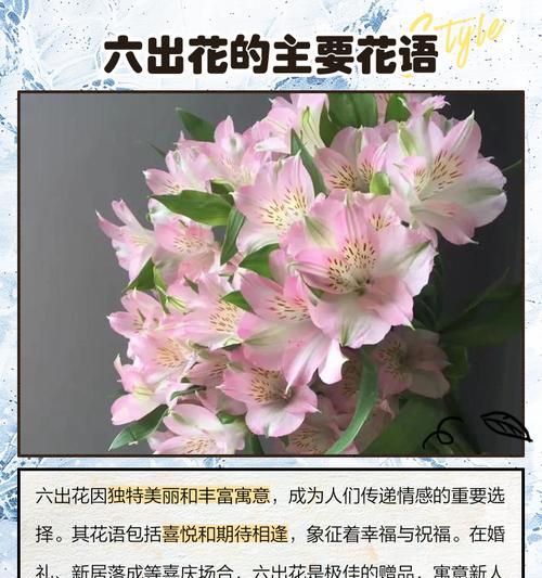 宵花花语的含义是什么？如何选择合适的宵花？