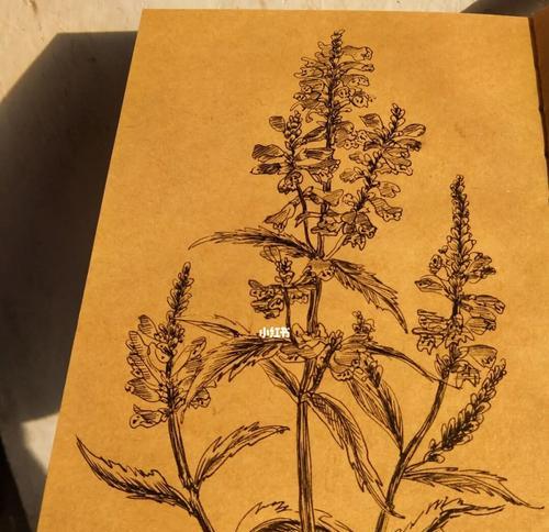 芝麻花语代表了什么？在装饰中如何运用？