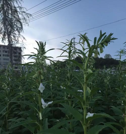 芝麻花语代表了什么？在装饰中如何运用？
