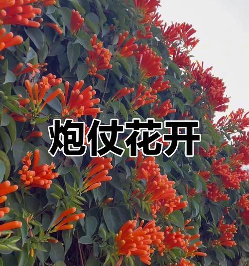 炮长花语的含义是什么？如何挑选炮长花？