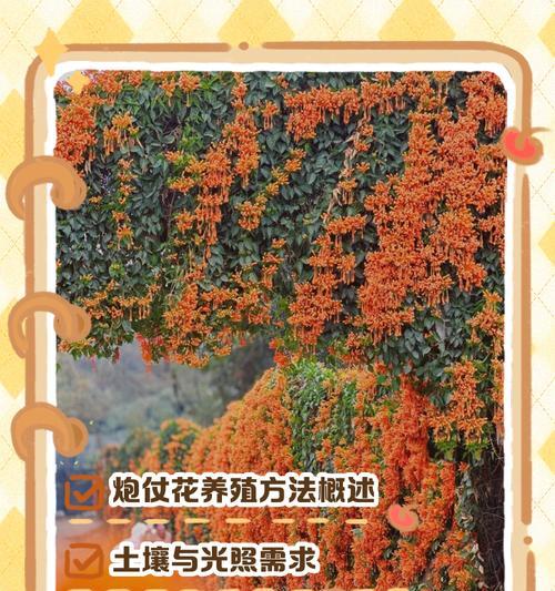 炮长花语的含义是什么？如何挑选炮长花？