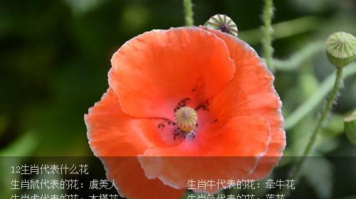 素堇花语的深层含义是什么？如何挑选素堇花？