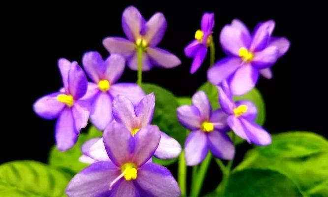 素堇花语的深层含义是什么？如何挑选素堇花？
