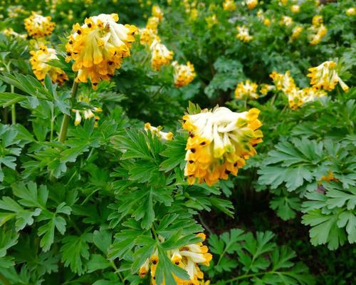 素堇花语的深层含义是什么？如何挑选素堇花？
