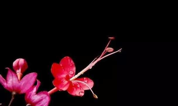 龙和花语代表了什么？在商务场合中如何应用？