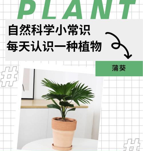 蒲葵花语是什么？蒲葵的花语有哪些含义？