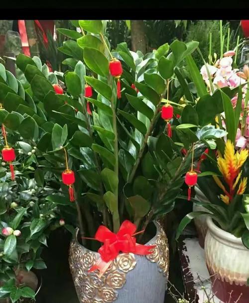 竹竽花语有哪些寓意？竹竽的花语解读是什么？