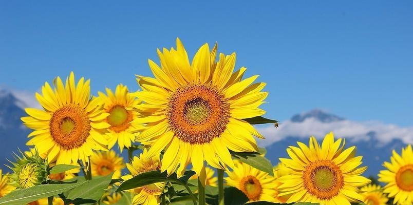 娜儿花语是什么？娜儿的花语有何特别之处？