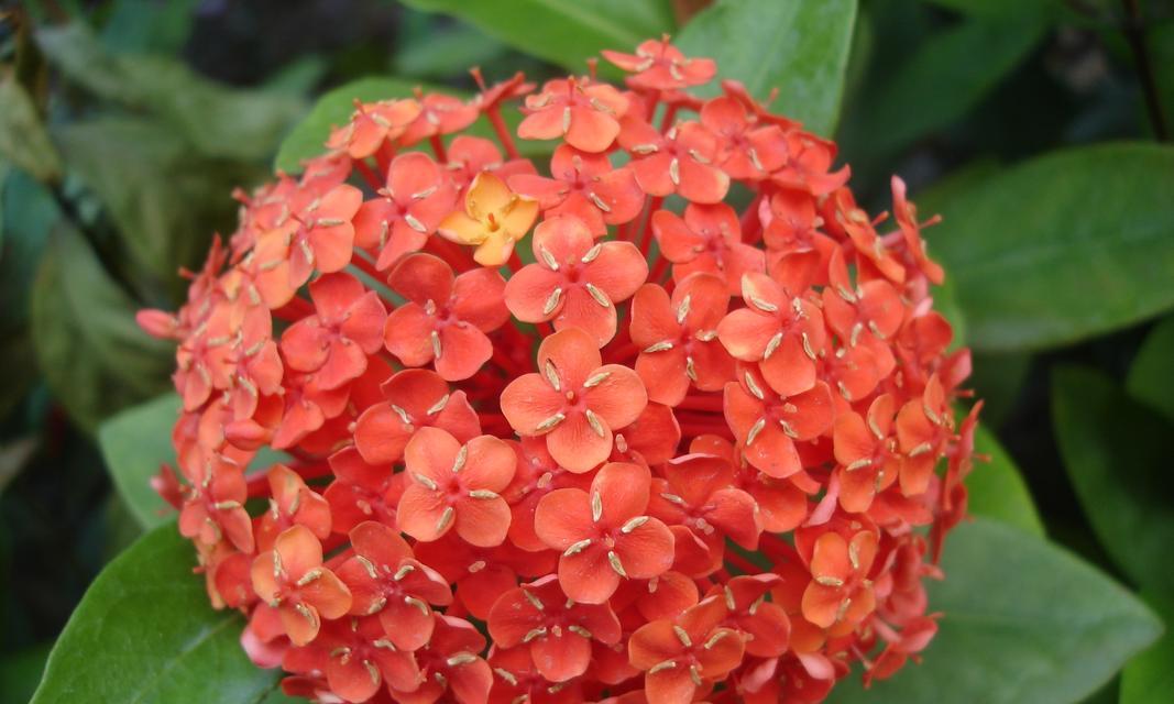 娜儿花语是什么？娜儿的花语有何特别之处？