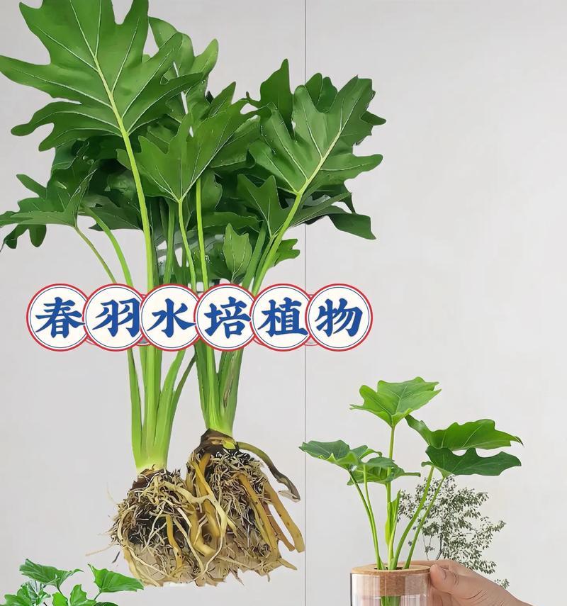 春芋花语代表什么？春芋的花语有何含义？
