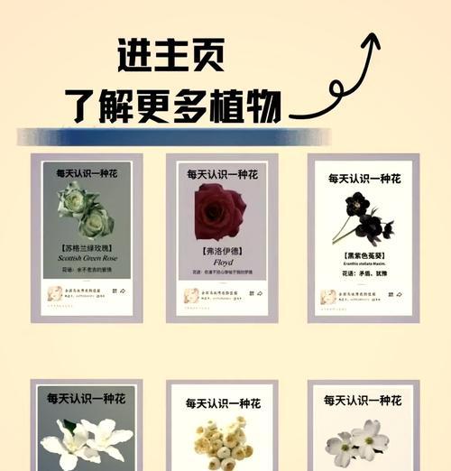 春芋花语代表什么？春芋的花语有何含义？