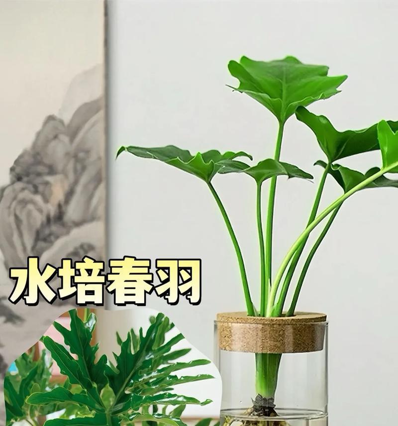 春芋花语代表什么？春芋的花语有何含义？