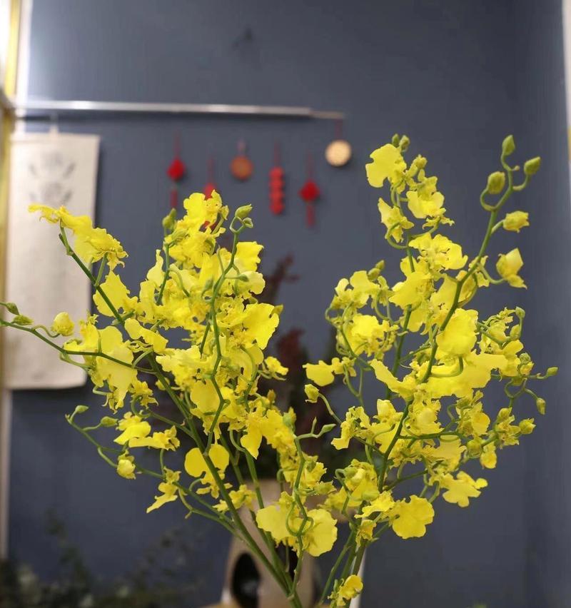 广兰花语有何含义？广兰的花语代表什么？