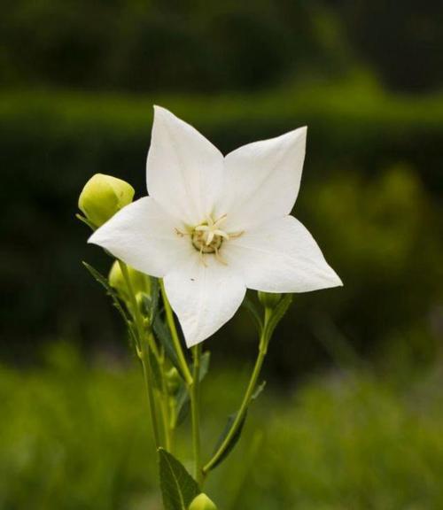 广兰花语有何含义？广兰的花语代表什么？
