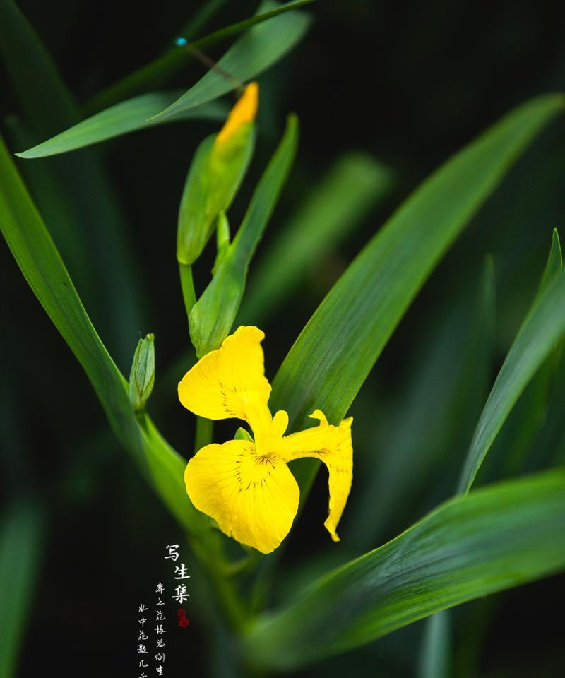 福由花语是什么？福由的花语有何特别之处？