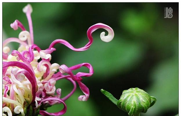 福由花语是什么？福由的花语有何特别之处？