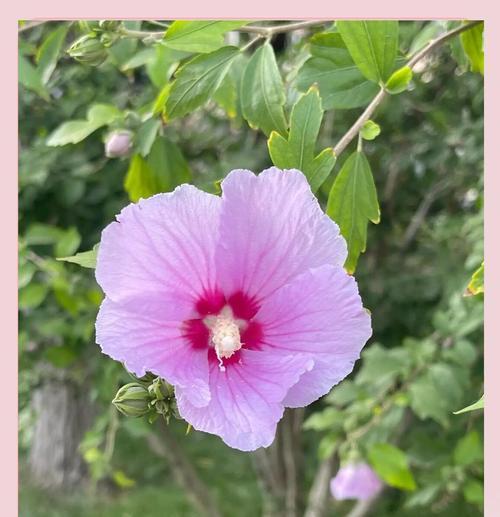 木堇花语是什么意思？木堇的花语有何寓意？