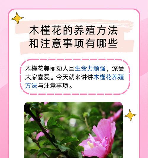 木堇花语是什么意思？木堇的花语有何寓意？