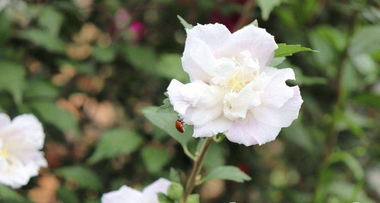 木堇花语是什么意思？木堇的花语有何寓意？