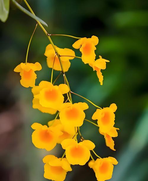 送菜花语有何含义？送菜的花语代表什么？