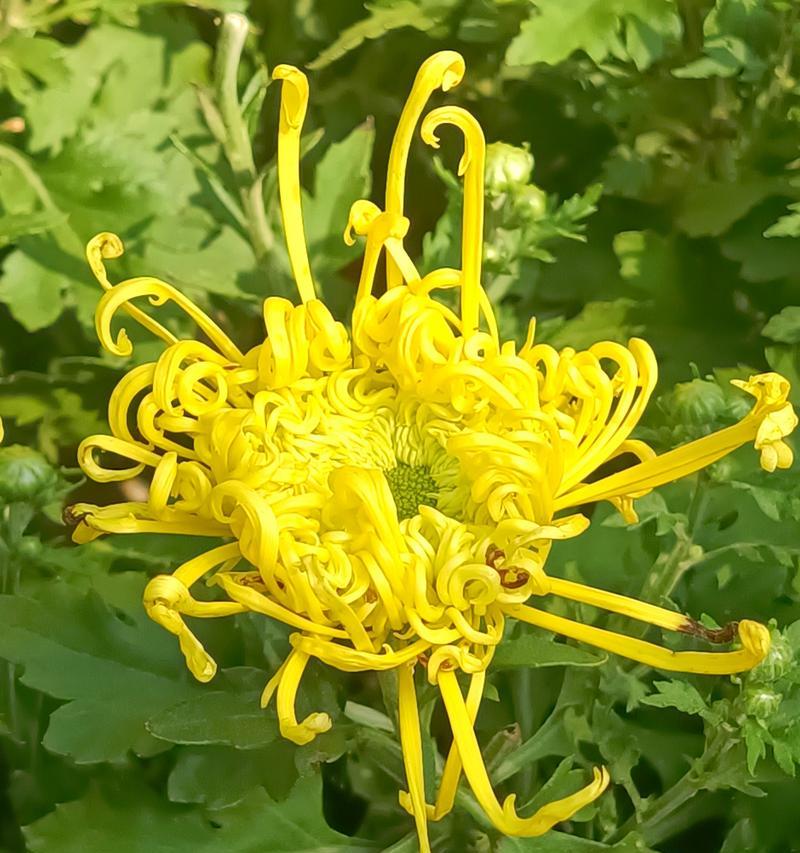菊华花语是什么？菊华的花语有何特别之处？