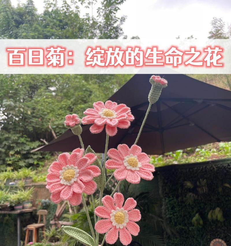 菊华花语是什么？菊华的花语有何特别之处？