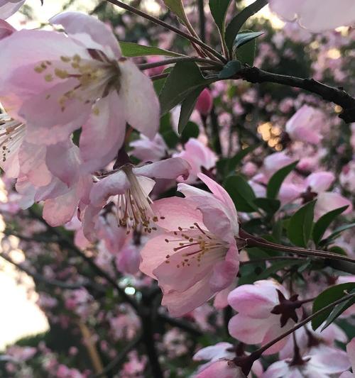 樱林花语是什么意思？樱林的花语有何寓意？