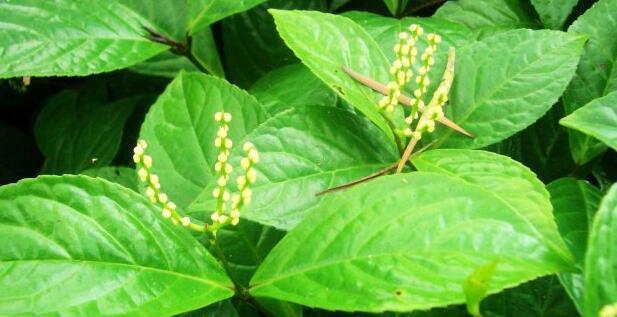 鹤兰花语有何含义？鹤兰的花语代表什么？
