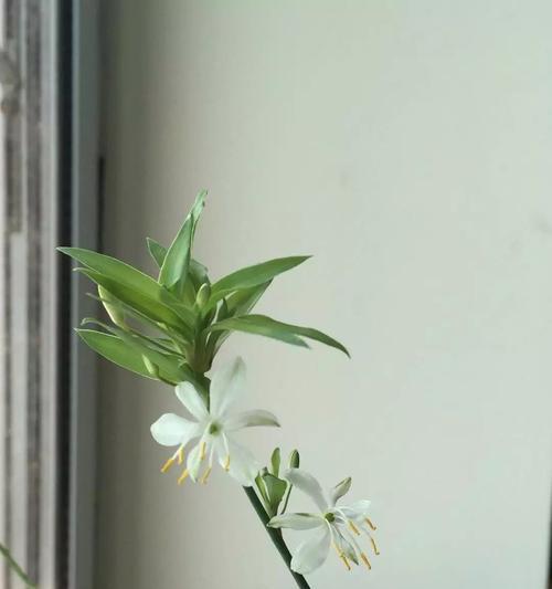 鹤兰花语有何含义？鹤兰的花语代表什么？