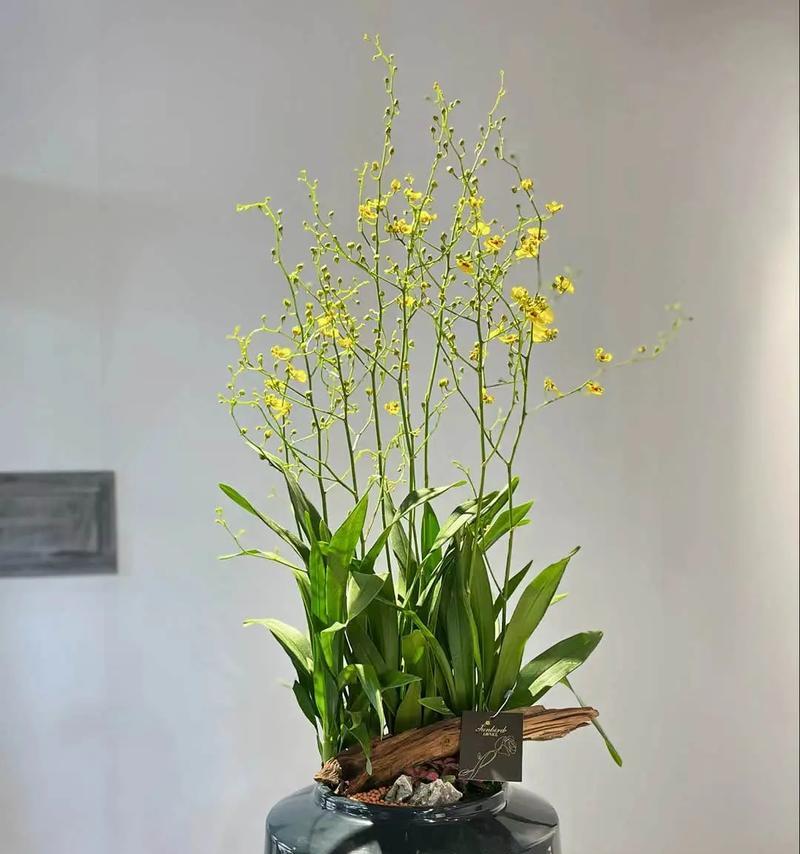 鹤兰花语有何含义？鹤兰的花语代表什么？