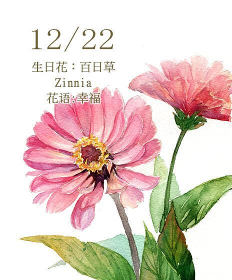 镜花语中是什么？镜花的花语有何特别之处？