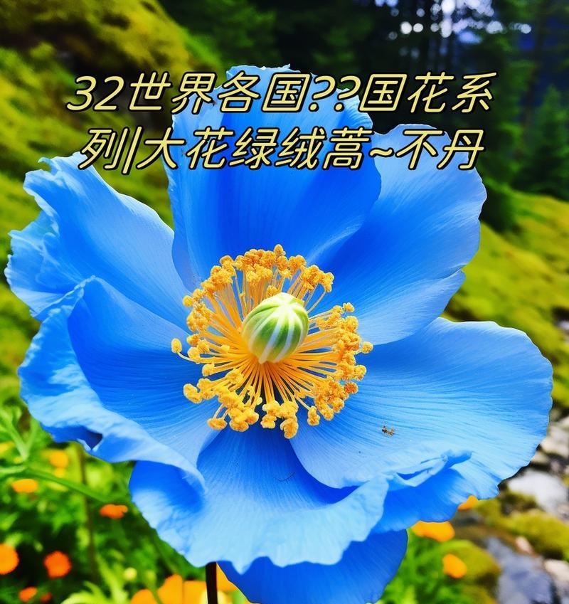 蒿叶花语代表什么？蒿叶花的象征意义是什么？