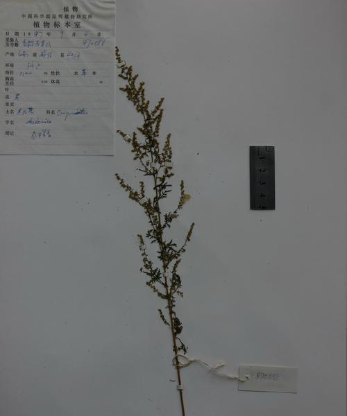 蒿叶花语代表什么？蒿叶花的象征意义是什么？