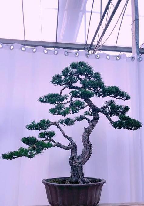 黑松花语表达了什么？黑松花的象征意义是什么？
