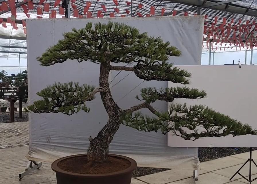 黑松花语表达了什么？黑松花的象征意义是什么？