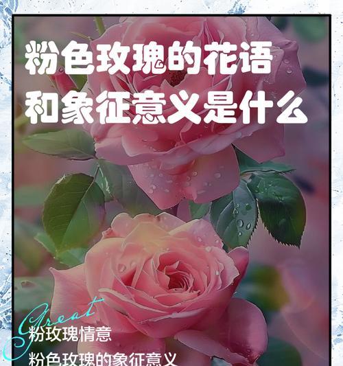 花语感情如何表达？不同花语代表了什么？