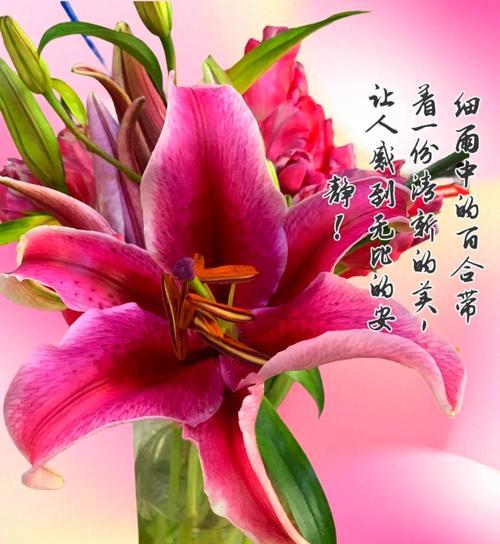 洛蕊花语有何深意？洛蕊花代表了哪种爱？
