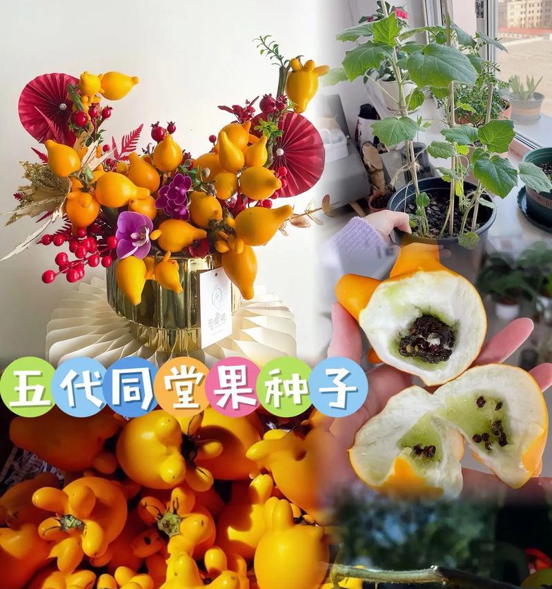 果情花语是什么？果情花象征着什么？
