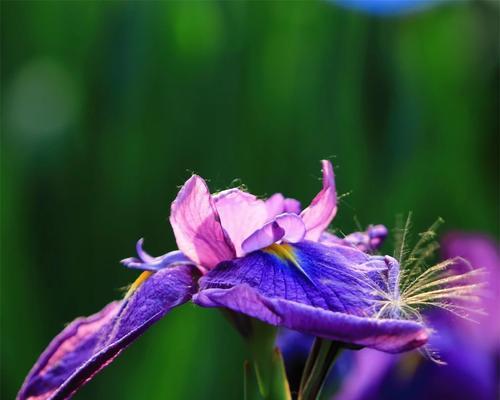 果情花语是什么？果情花象征着什么？