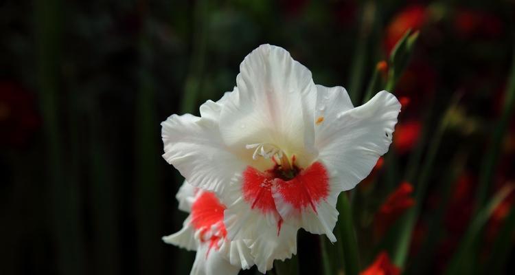 唐菖花语有何寓意？唐菖花代表了哪种情感？