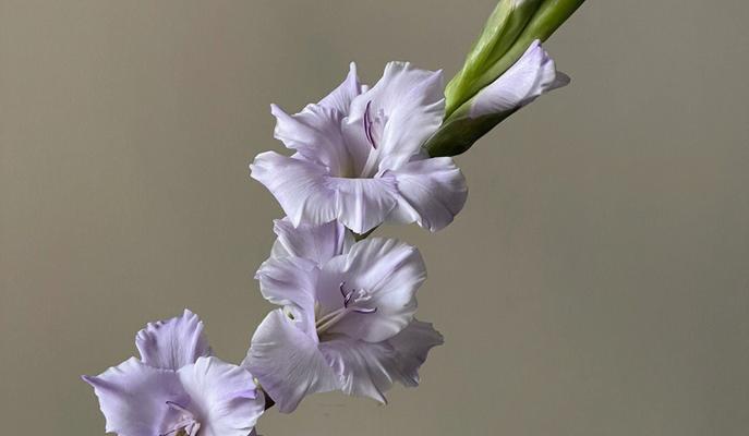 唐菖花语有何寓意？唐菖花代表了哪种情感？