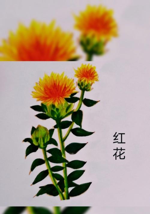 红蓝花语是什么意思？红蓝花代表了什么？
