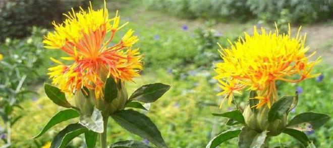 红蓝花语是什么意思？红蓝花代表了什么？