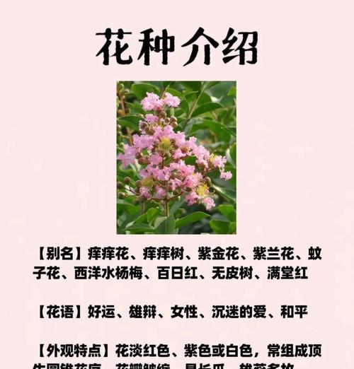 百日花语有何含义？百日花象征着什么？