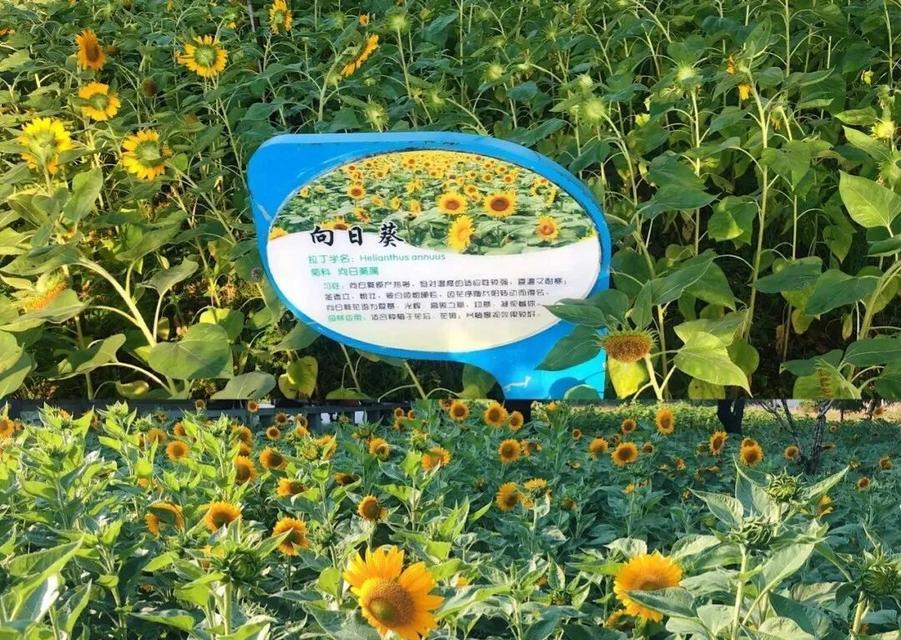 串百花语有何特别之处？串百花代表了什么？