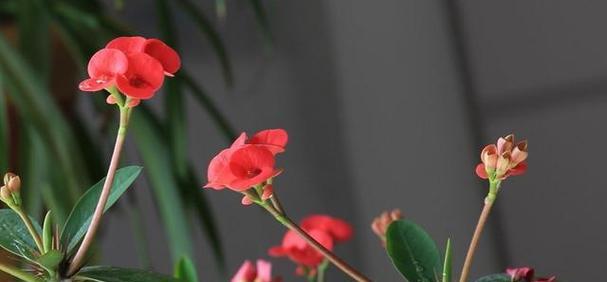 串百花语有何特别之处？串百花代表了什么？